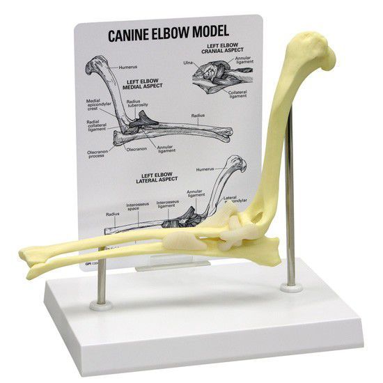 Joints anatomical model / elbow / for canines 9070 GPI Anatomicals