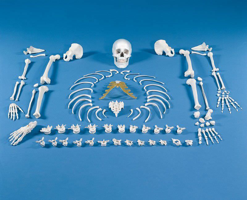 Health Management and Leadership Portal Pelvis anatomical model