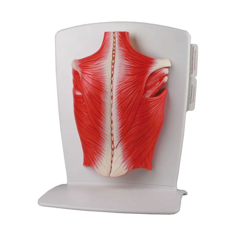 Health Management and Leadership Portal Artery anatomical model G241