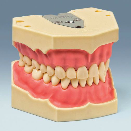 Denture anatomical model AG-3 W 20 frasaco Denture anatomical model AG-3 W 20 frasaco