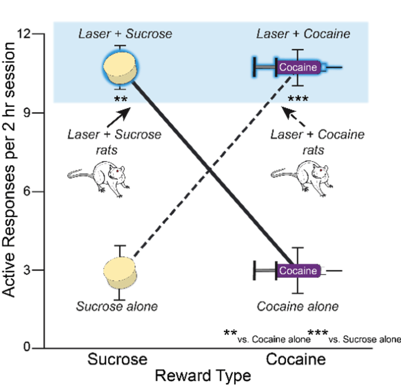 (Image) Experiment
