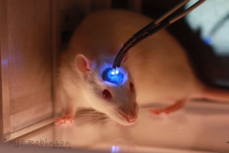 (Image) Optogenetics