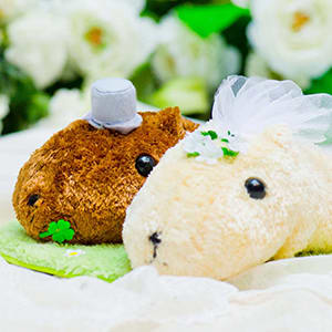 カピバラさん＆ホワイトさんWEDDINGぬいぐるみ電報＆カピバラさん電報 わんさか