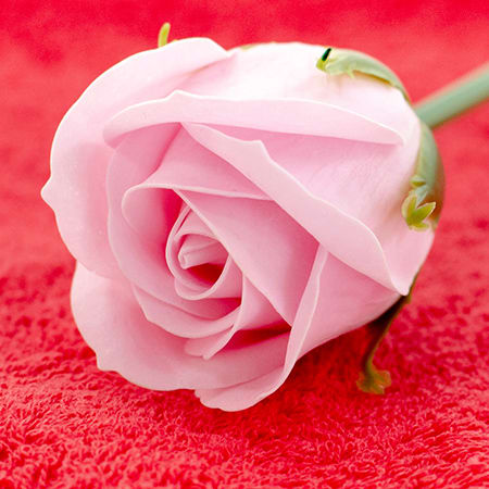 ハンカチブーケ（スウィートピンク）