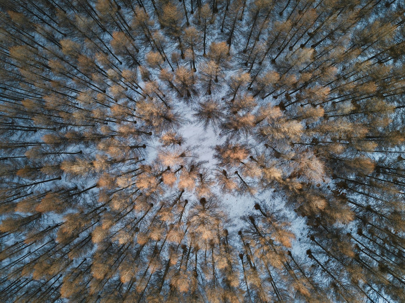 Bases de datos para LLM's