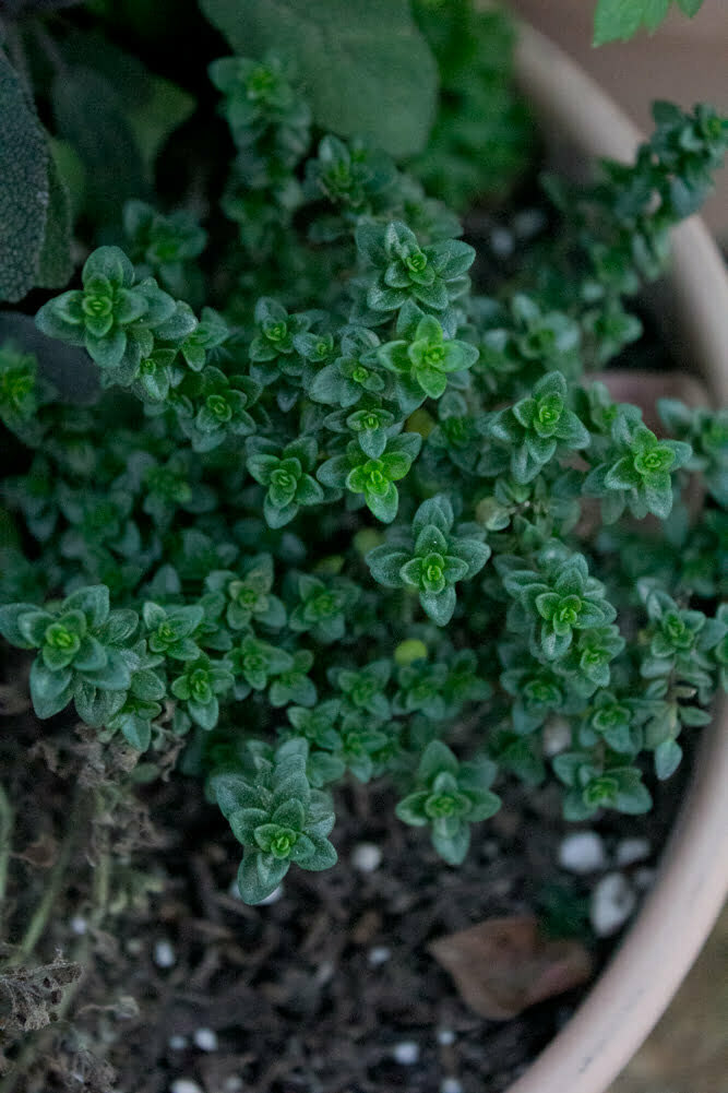 EnglishGardenThyme_inPot_web