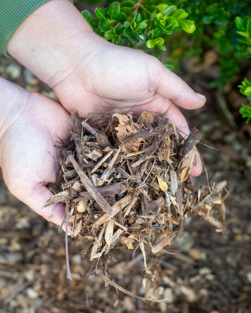 Handful of redwood mulch to create a water-wise garden