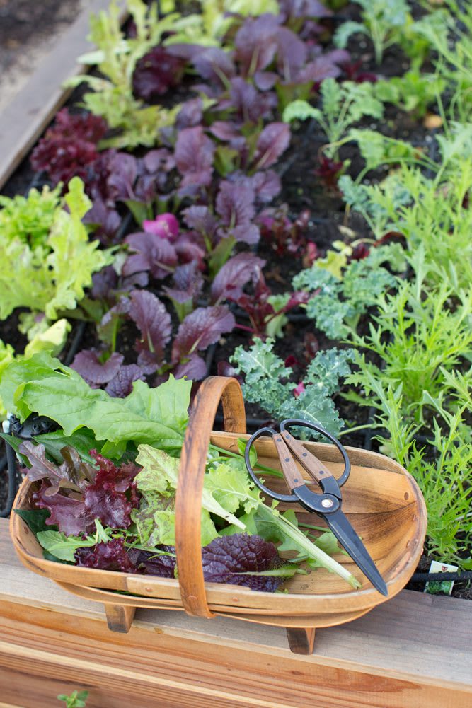 Ashley_HP_193_web Cool-season garden