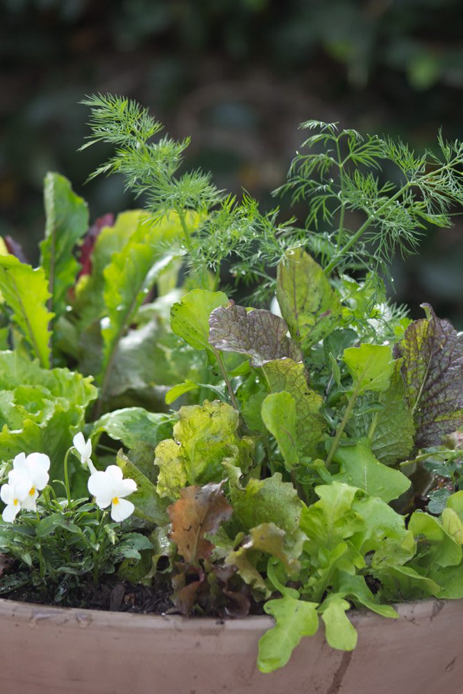 Heirloom Potager Large Culinary Salad Bowl