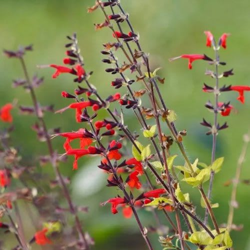 Scarlet Sage from San Diego Seed Co