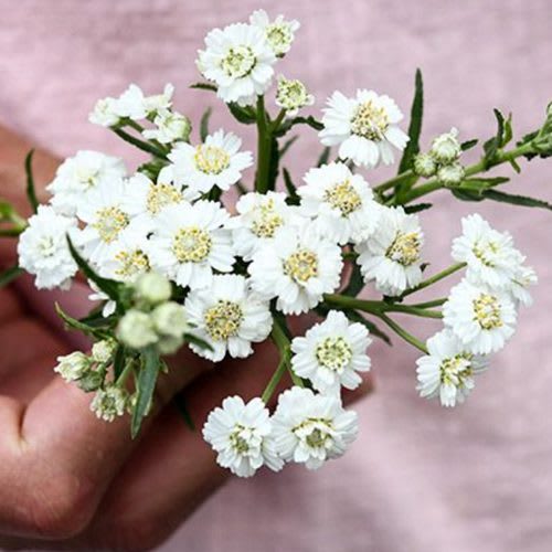 Zone 9b August Planting Guide 1 great tool for growing