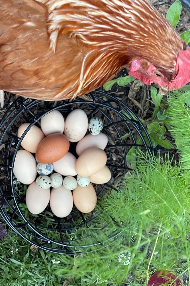 Golden Sexlink hen, Buttercup, in the garden with a basket full of chicken and quail eggs