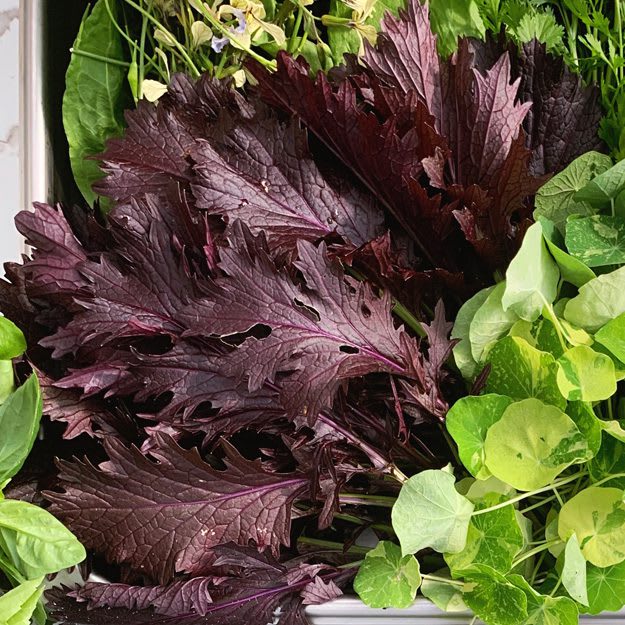 SaladGreensHerbs_web Salad Philosophy: Close up image of salad greens: purple mizuna, nasturtium, and greens