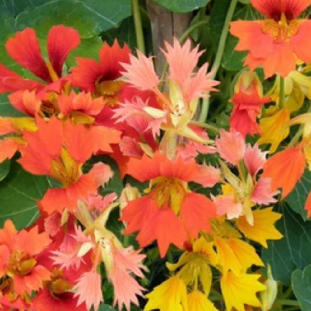 ClimbingPhoenixNasturtiums_web What are Nasturtiums? Climbing Phoenix Nasturtiums from Renee's Garden