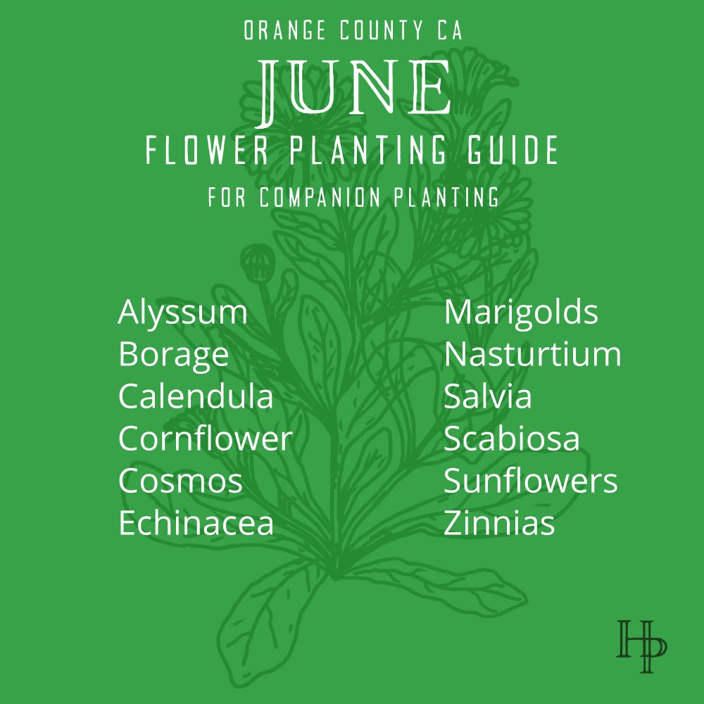 D_2021_JunePlanting_FlowerList Orange County, CA June Flower Planting List