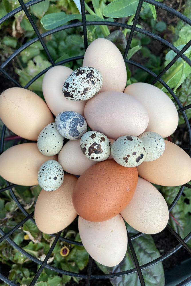 ChickenQuailEggs_garden_web2 Basket of fresh chicken and quail eggs