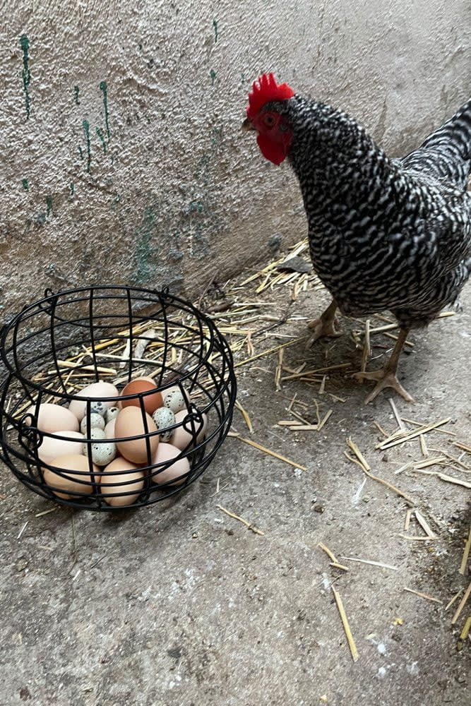 Chicken_BasketChickenQuailEggs_web Penny Maran Hen, Pinwheel, admires a basket of fresh chicken and quail eggs