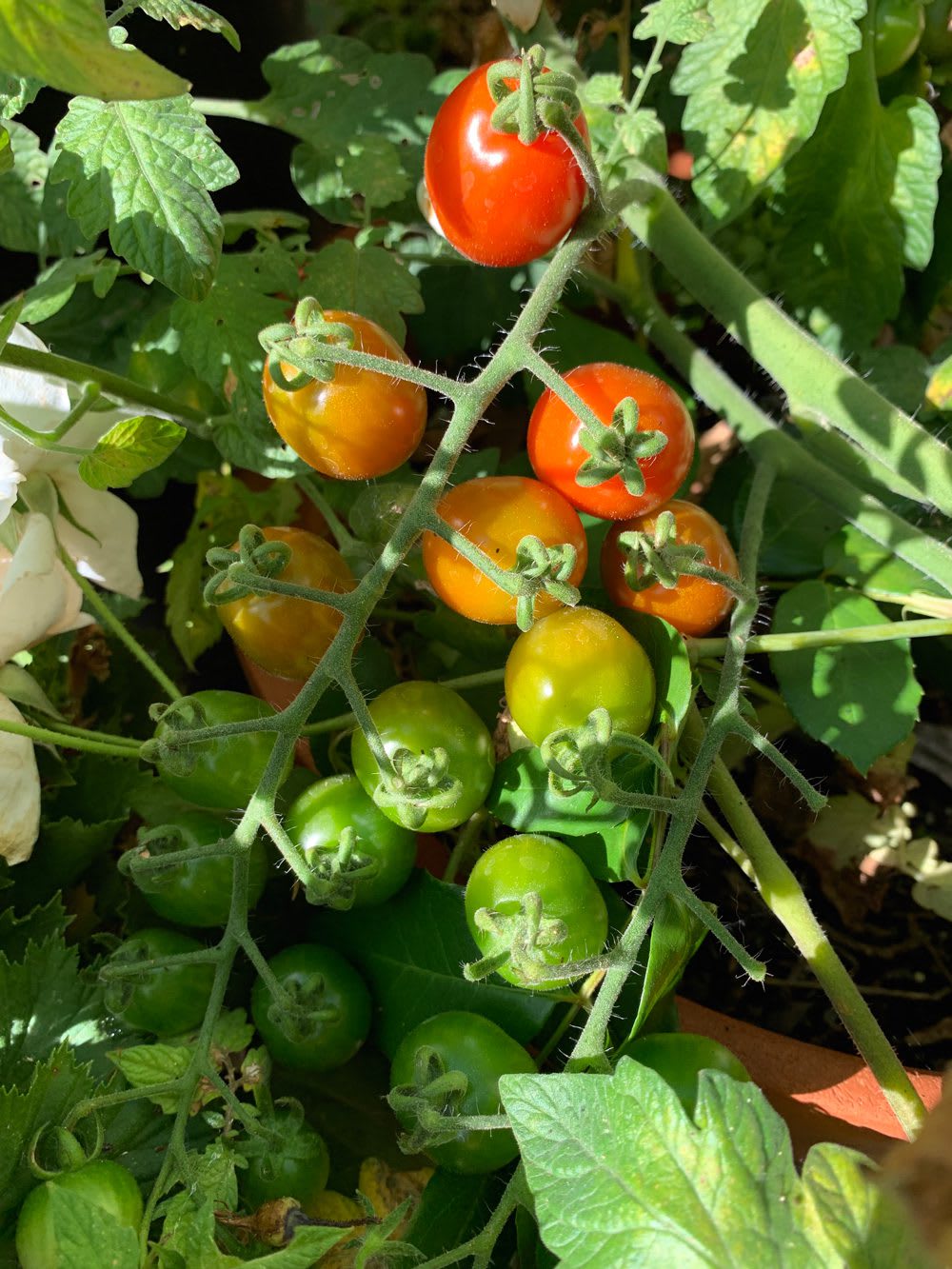 Growing Heirlooms Colorful cluster of heirloom cherry tomatoes just starting to ripen