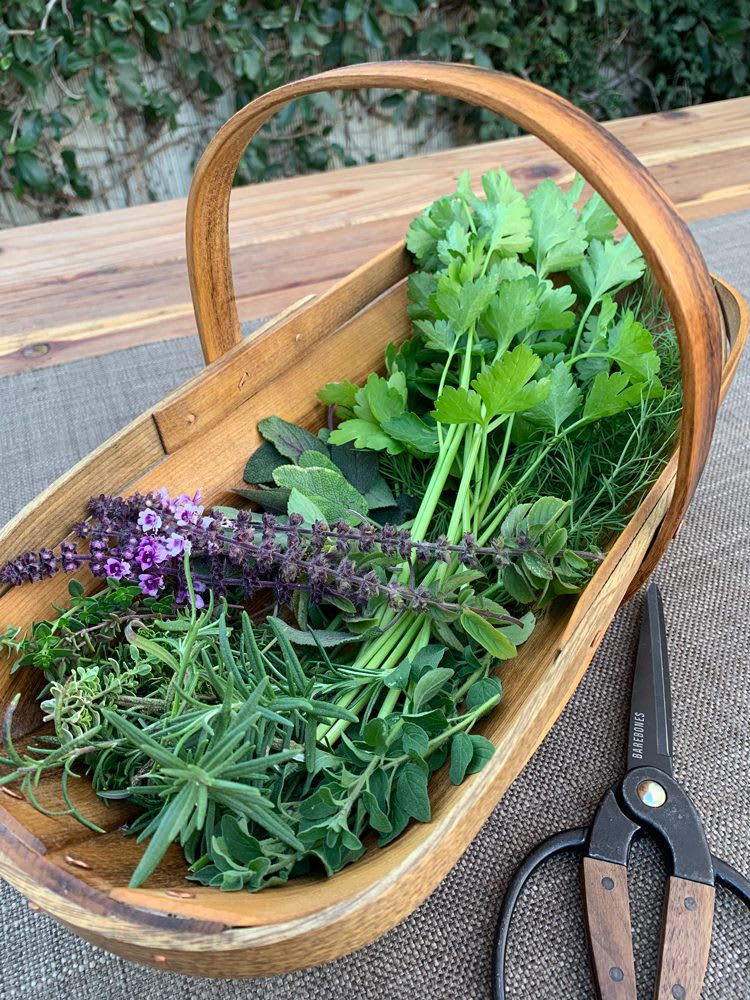 ItalianSeasoning_HerbsInTrug2_web Italian Seasoning in garden trug on table with garden sheers nearby | Herbs in trug: Parsley, sage, thyme, basil flowers, and oregano