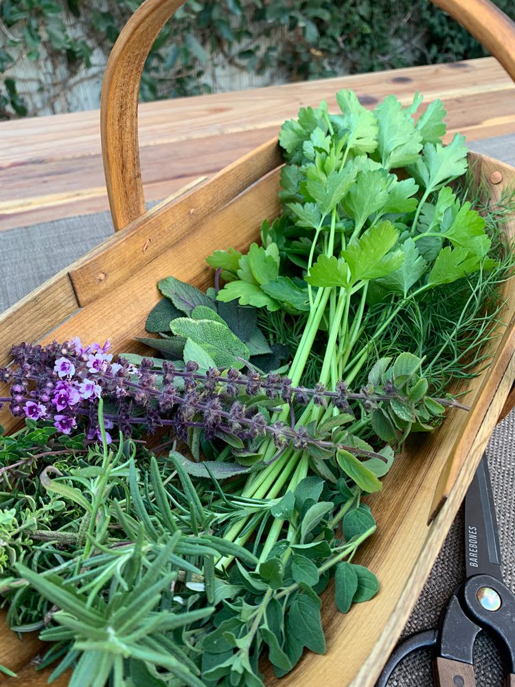 ItalianSeasoning_HerbsInTrug1_web Closeup of fresh herbs in garden trug on table with garden sheers nearby | Herbs in trug: Parsley, sage, thyme, basil flowers, and oregano