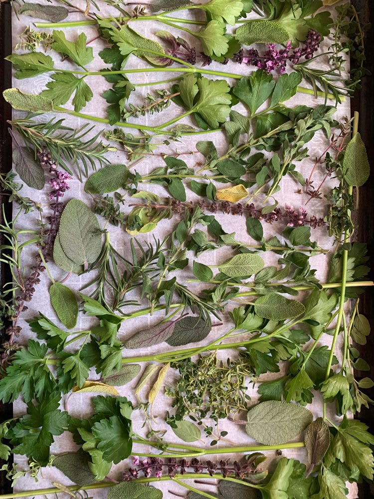 Italian Seasoning Flat Lay of herbs: Parsley, sage, thyme, basil flowers, and oregano