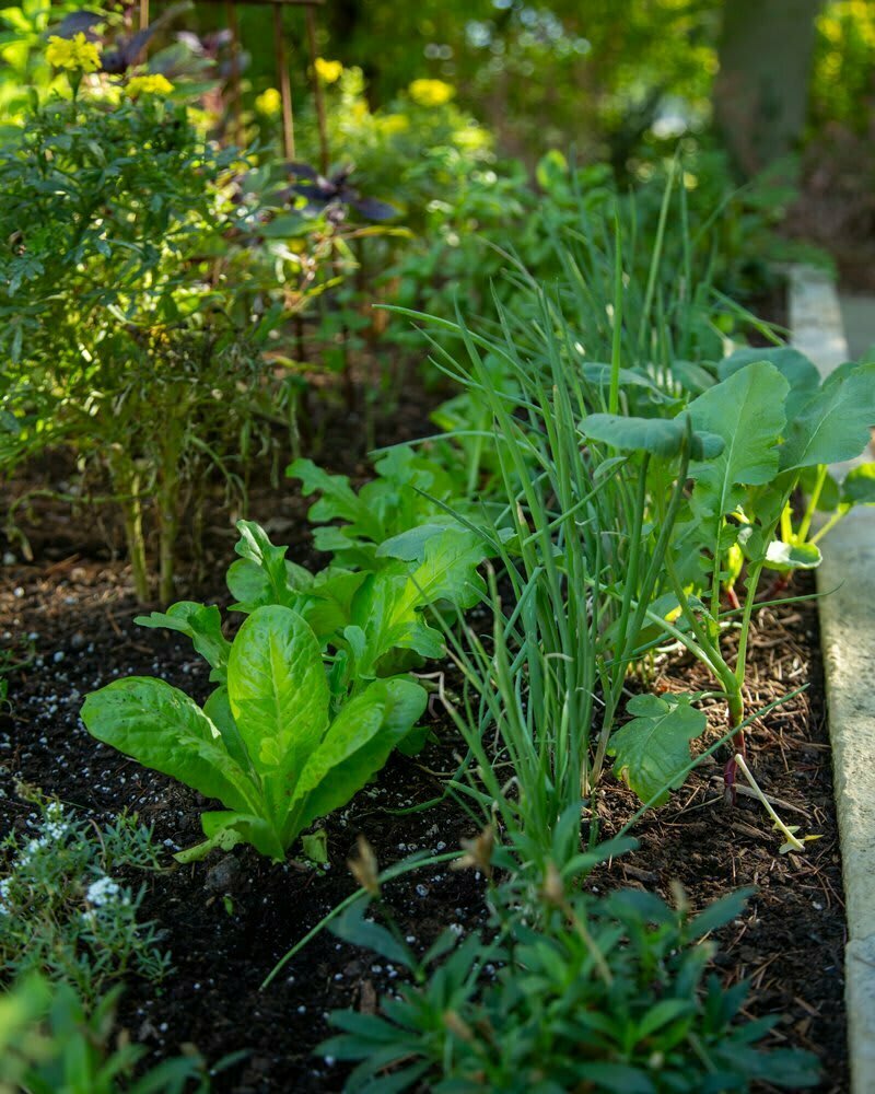 HP_chiarini_stone_garden11_web Classic Potager Garden on historic estate | Intensive Companion Planting with scallions, lettuce, and radishes