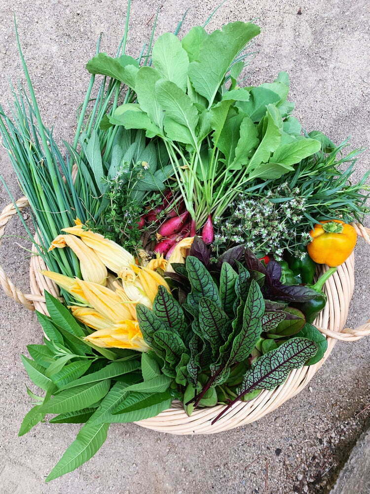 HP_chiarini_stone_garden_harvest3_web Classic Potager Garden on historic estate | Garden harvest