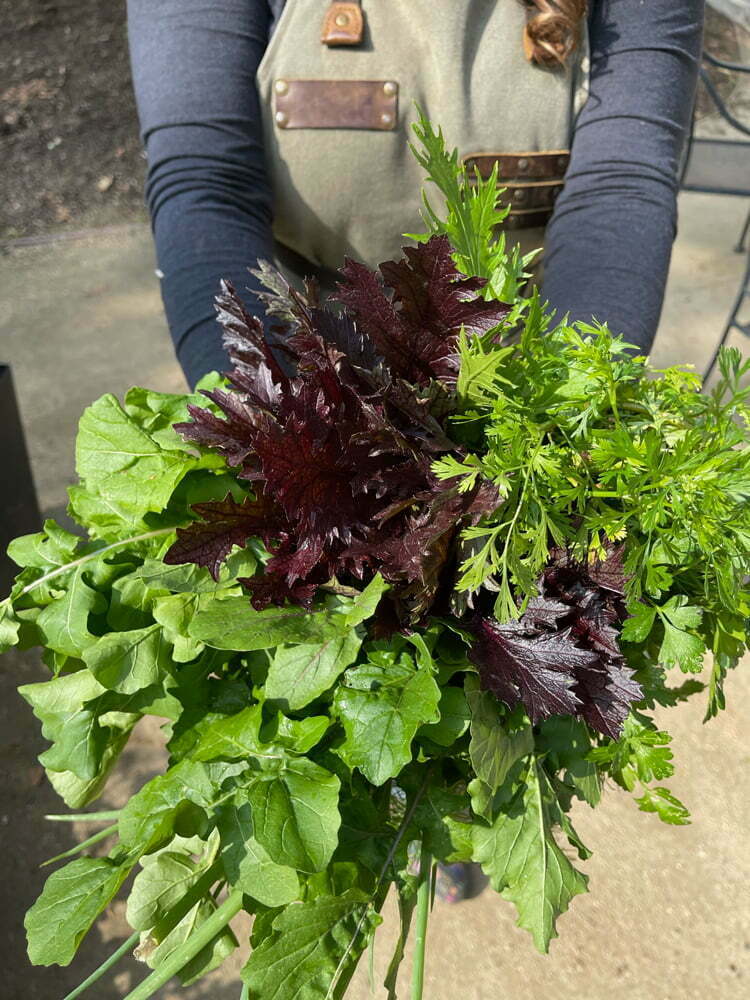 HP_chiarini_stone_garden_harvest2_web Classic Potager Garden on historic estate | Winter greens harvest