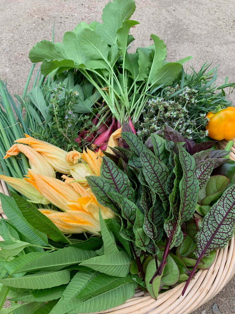 HP_chiarini_stone_garden_harvest1_web Classic Potager Garden on historic estate | Fresh garden harvest with squash blossoms, radishes, scallions, sorrel, and fresh herbs