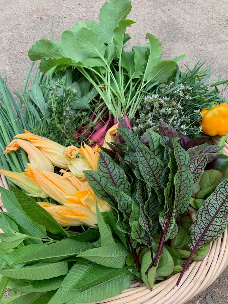 Classic Potager Garden on historic estate | Fresh garden harvest with squash blossoms, radishes, scallions, sorrel, and fresh herbs