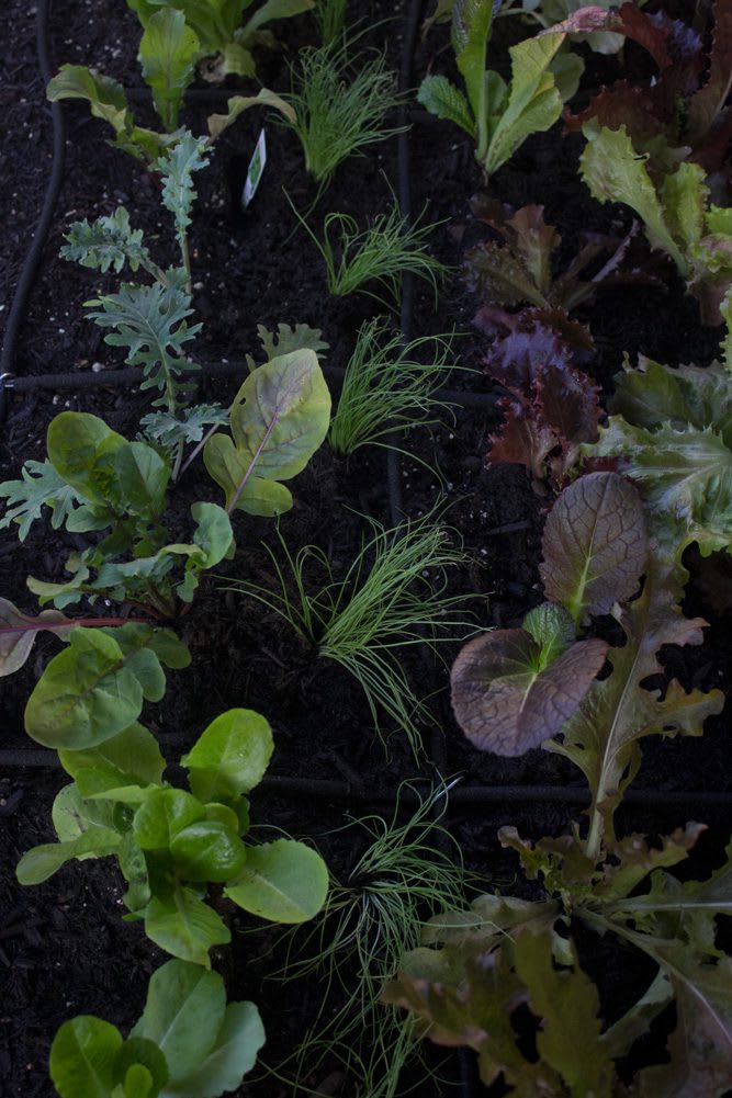 Rios_KitchenGarden2_40web