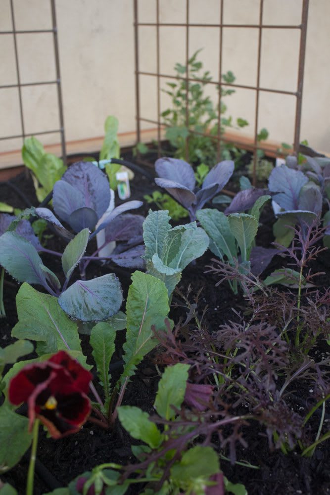Rios_KitchenGarden2_36web English Tudor Trio Border Garden | Closeup of fall garden planted with red pansies, kale, red cabbage, mizuna, and herbs