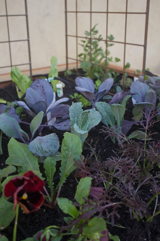 English Tudor Trio Border Garden | Closeup of fall garden planted with red pansies, kale, red cabbage, mizuna, and herbs