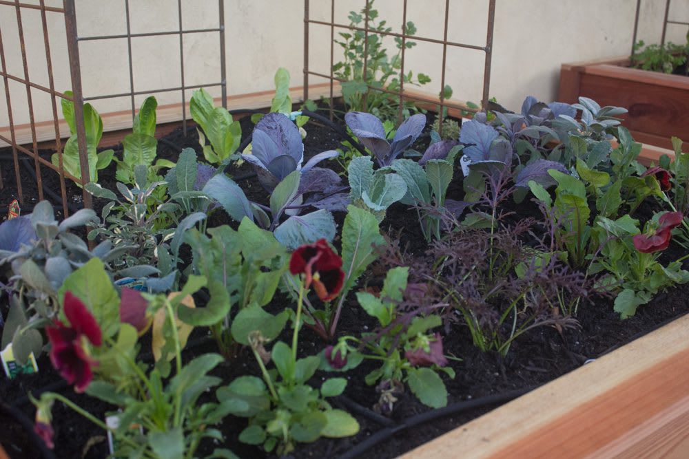 English Tudor Trio Border Garden | Closeup of fall garden planted with red pansies, kale, red cabbage, mizuna, and herbs