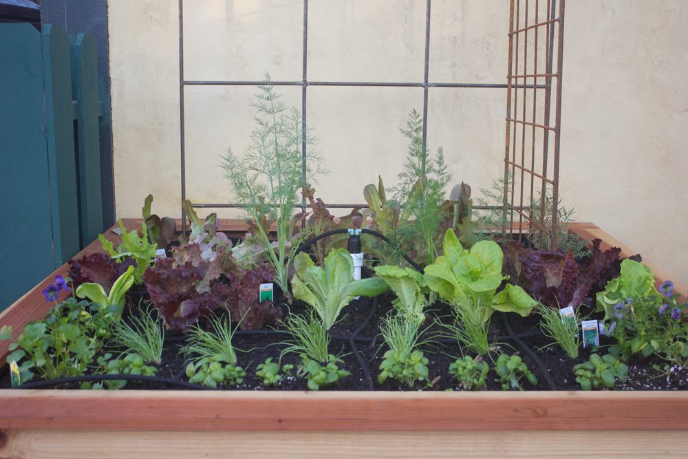 Rios_KitchenGarden2_32web