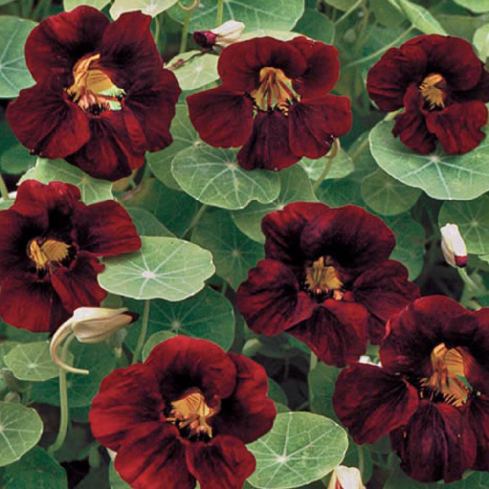 What are nasturtiums? Black Velvet (deep red) nasturtium flowers shown against green pad leaves