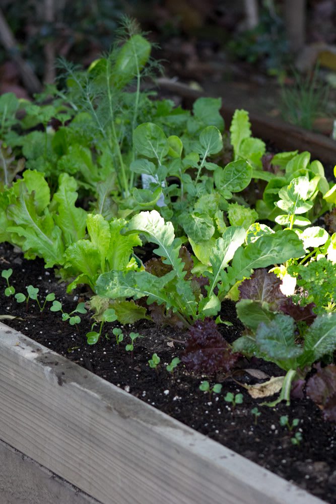 Raised Garden Bed