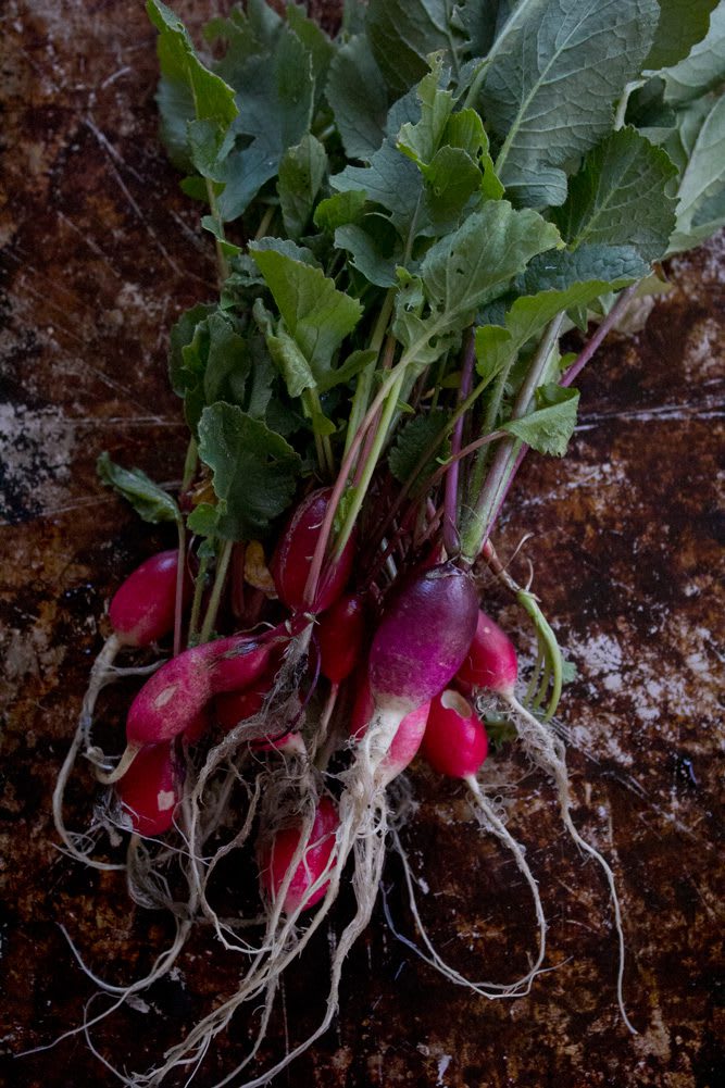 Fresh baby garden radishes