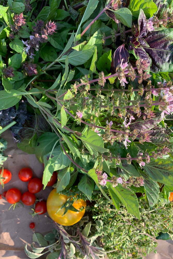 Summer harvest from Poppy & Seed Chef's Garden in Anaheim, CA zone10b