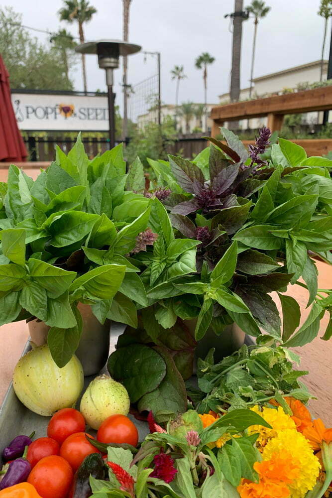 HP_PoppySeed_harvest_5P_web Summer harvest from Poppy & Seed Chef's Garden in Anaheim, CA zone10b