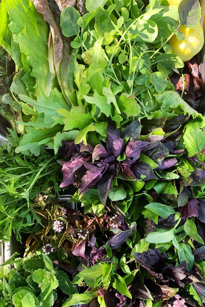 Late spring greens harvest from Poppy & Seed Chef's Garden in Anaheim, CA zone10b