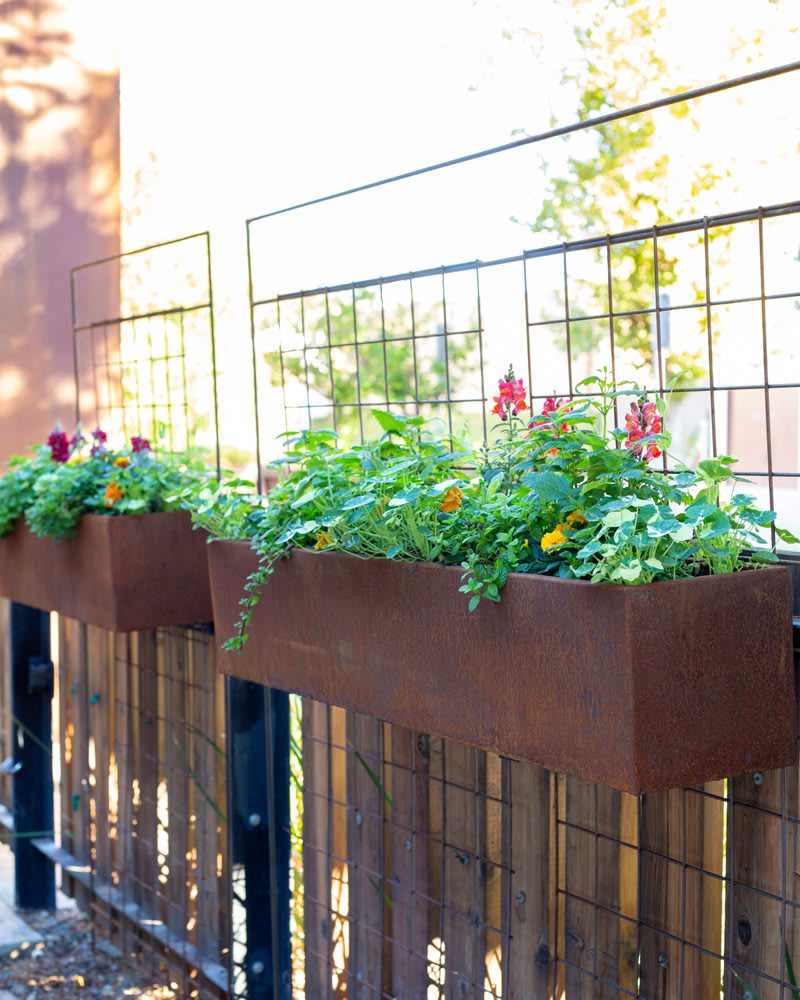 heirloom-potager-october-28P_web Two rusted Corten Steel window boxes on trellis panels planted with edible herbs + flowers | Photo by Jill Cook
