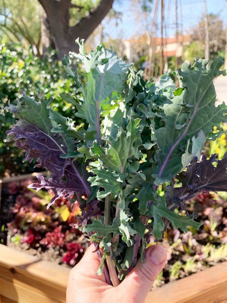 Bunch of kale fresh from the garden