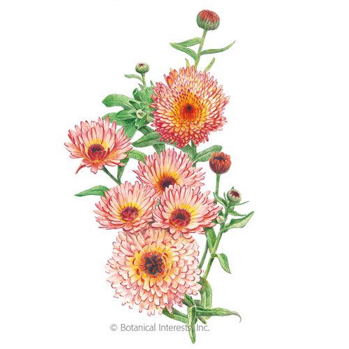 Zeolights Calendula Sketch from Botanical Interests