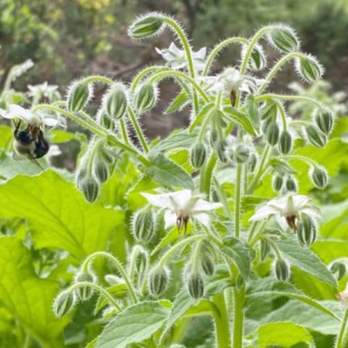 Blossoming White Borage Stalk | Seeds from kitchengardenseeds.com