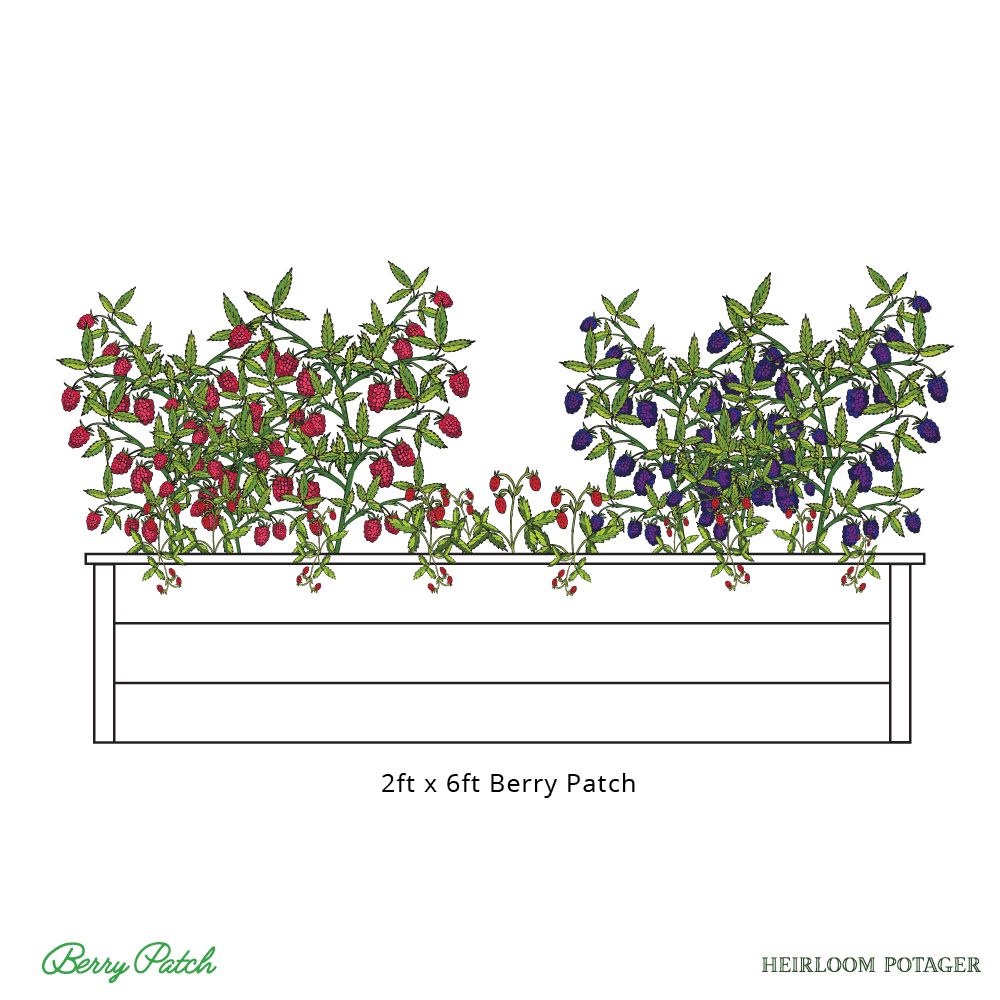 HP_BerryPatchRendering_2x6_web Heirloom Potager 2ftx6ft Berry Patch Rendering includes a redwood raised bed, raspberries, blackberries, and strawberries (all rights reserved)
