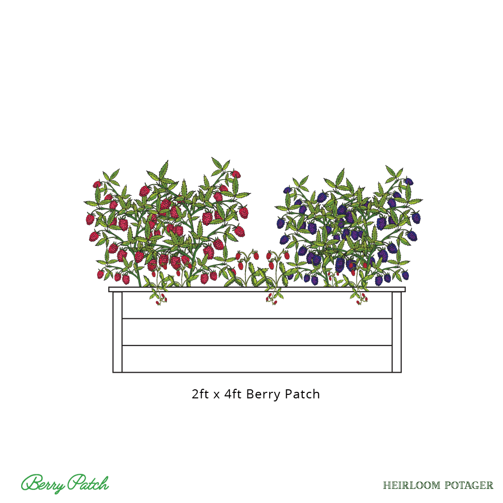 HP_BerryPatchRendering_2x4_web Heirloom Potager 2ftx4ft Berry Patch Rendering includes a redwood raised bed, raspberries, blackberries, and strawberries (all rights reserved)