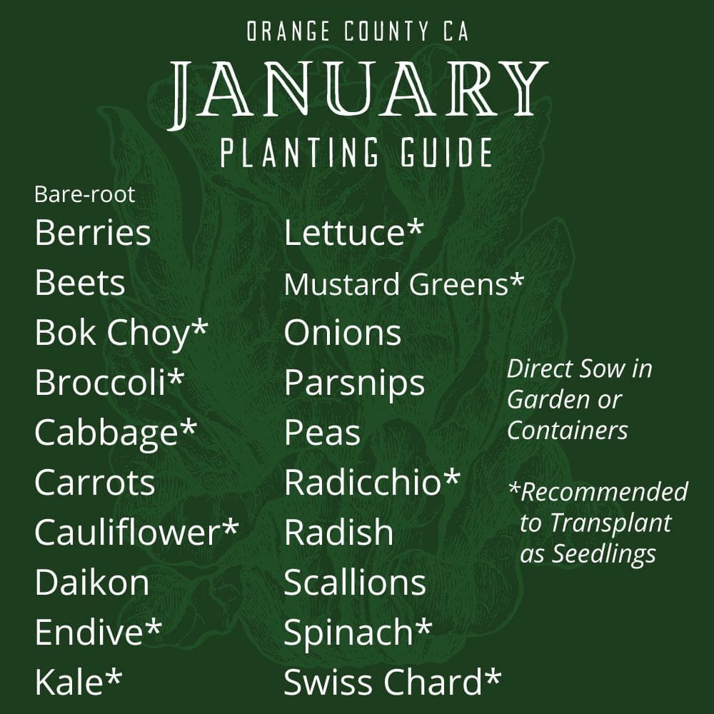 Orange County, CA January Planting List