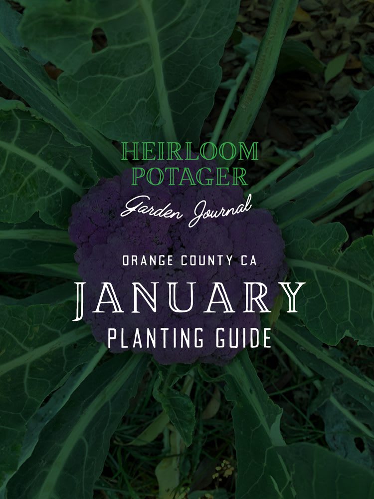 Heirloom Potager Garden Journal | Orange County, CA January Planting Guide