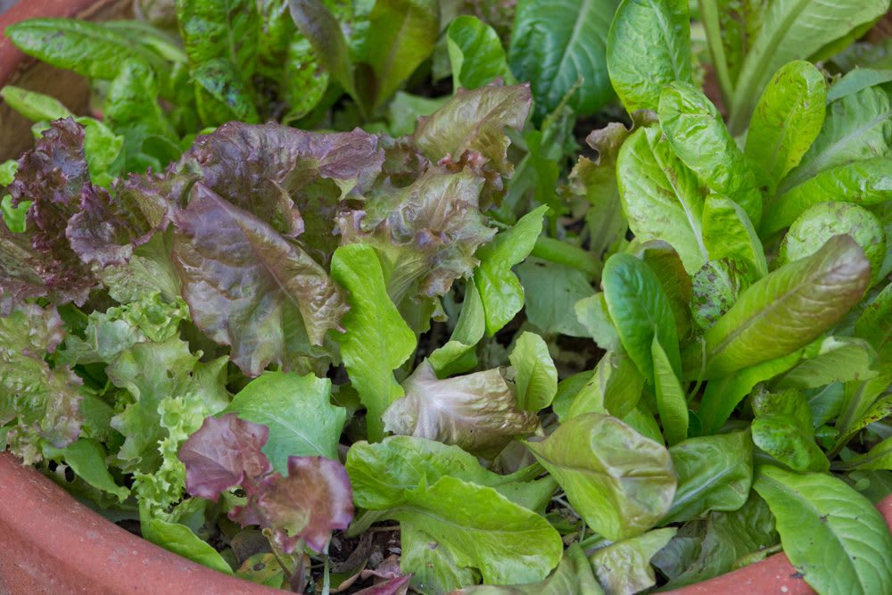 Salad Bowl planter full of heirloom lettuce varieties from Heirloom Potager